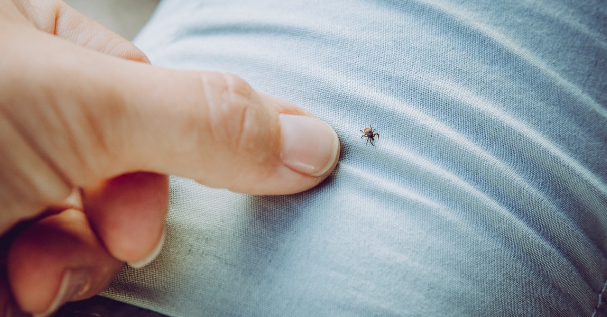 tick bug on persons trousers finger pointing