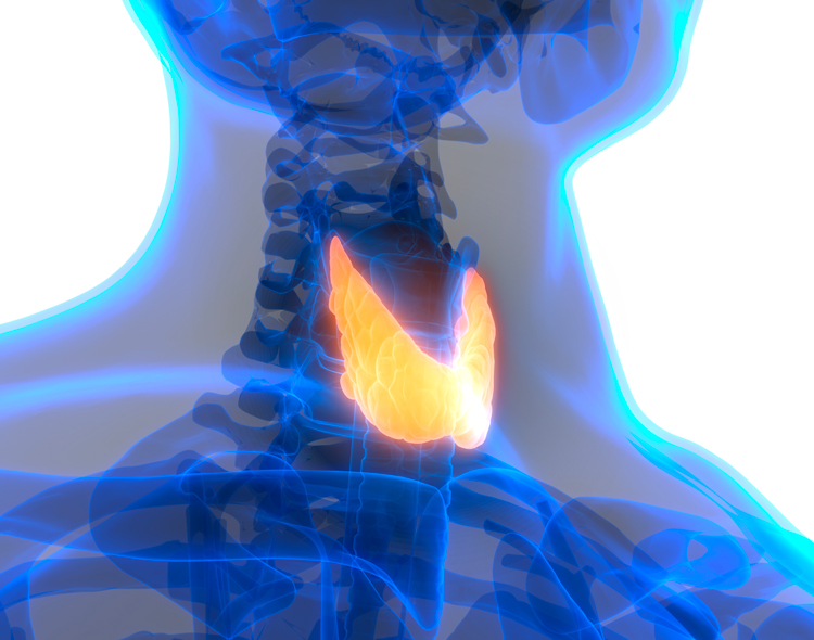 Showing location of thyroid in neck