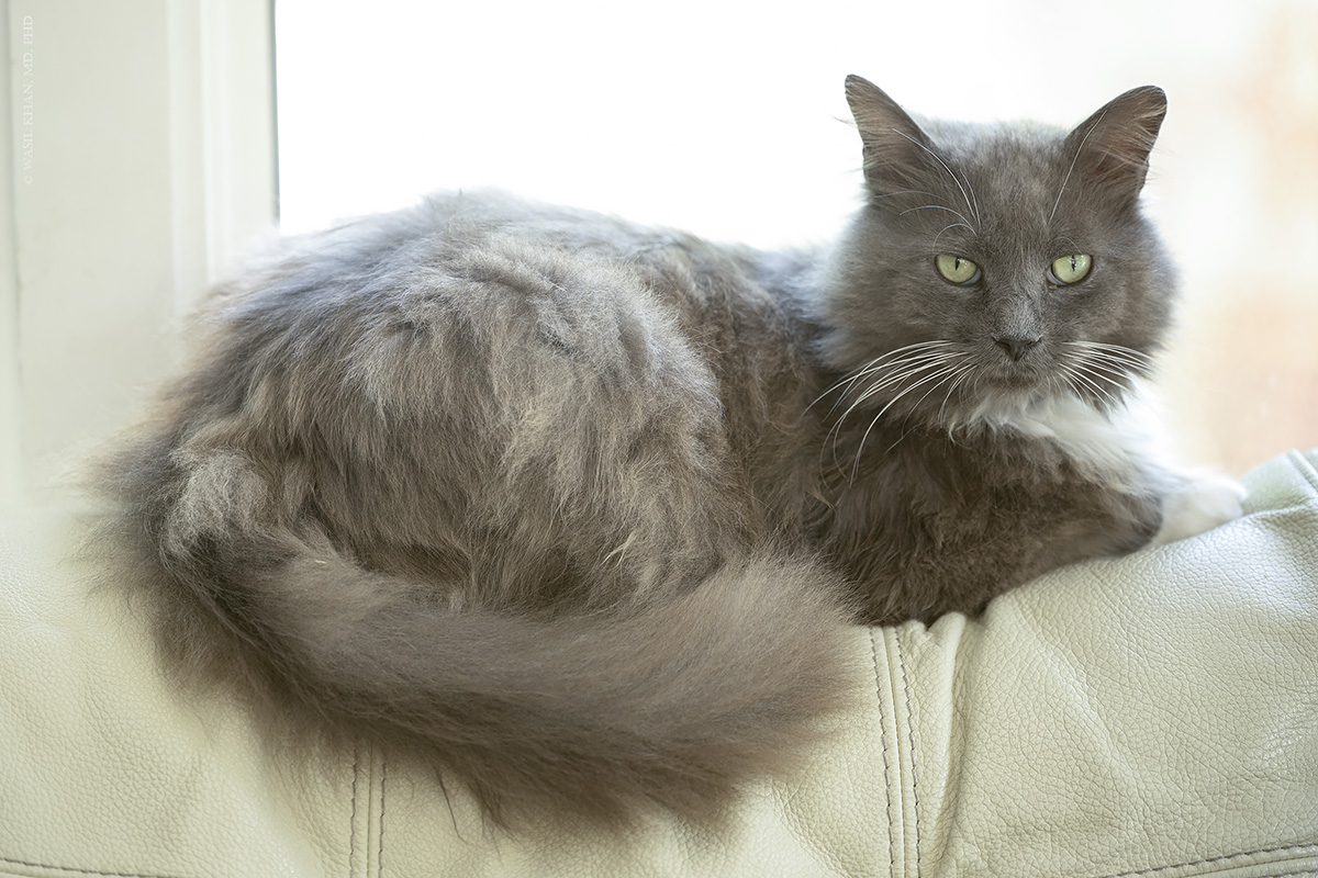 A cat, representing cat allergies.