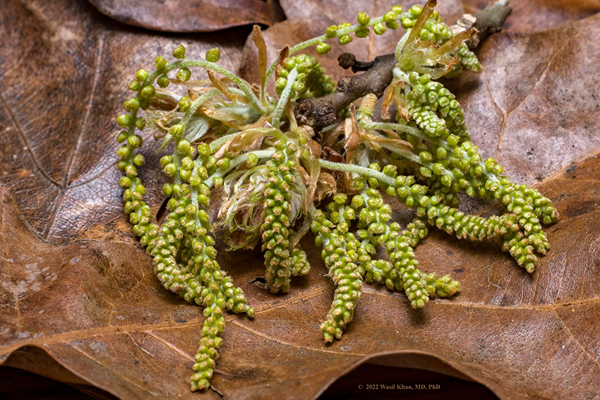 Catkin pollen