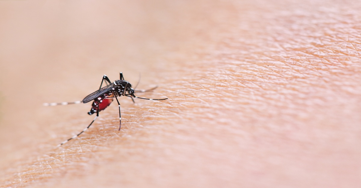 What Savannah-Area Residents Should Know About the West Nile Virus Detected in Chatham County